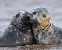 Seals